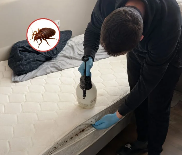 Technicien traitant un matelas contre les punaises de lit à Maudétour-en-Vexin